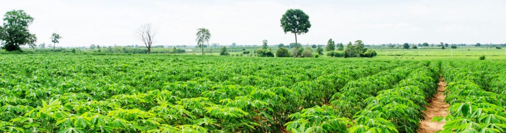Bird invasion ravages 250 hectares of Zamfara farmland, threatening food supply
