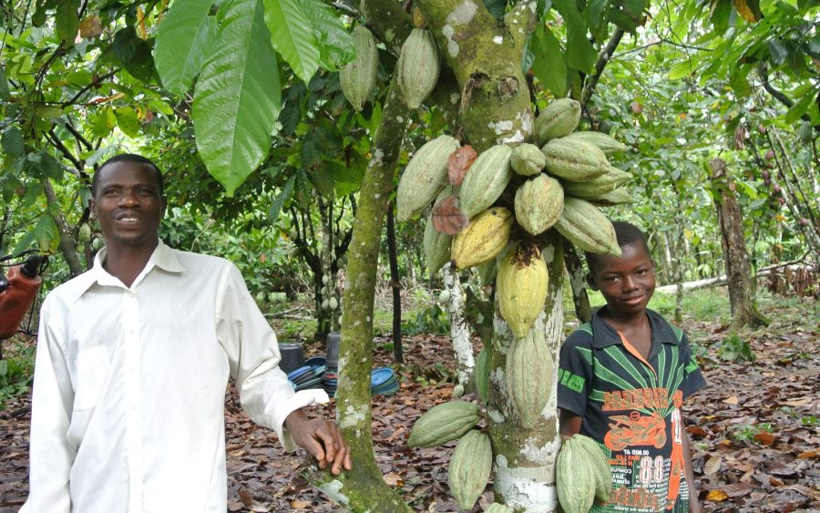 Nigerian Cocoa beats competitors, to earn N220.5 billion in 2019, Nigeria AFEX Cocoa, Nigerian cocoa beats competitors, set to record N220.5 billion in global market , CBN Commences distribution of grants and inputs worth over N700 Million to cocoa Farmers