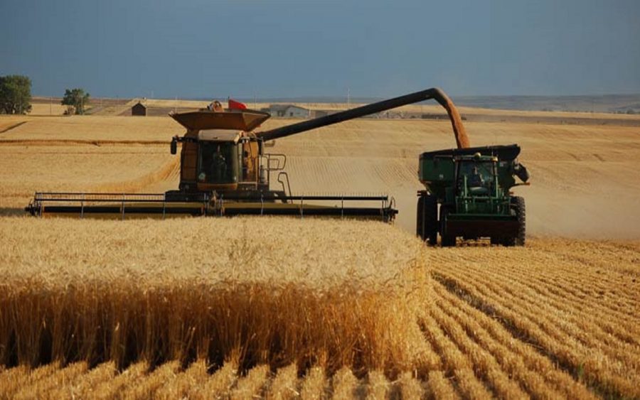 american wheat farmer