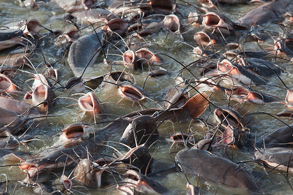 Fish farming is Ellah Lake's main business activity