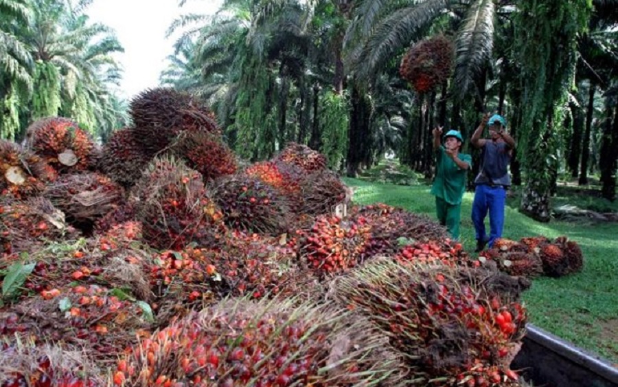 Okomu Oil Palm