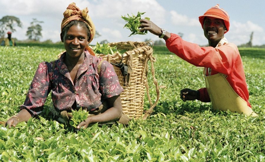 Nigeria's Agricultural sector records highest growth in Q1 2019