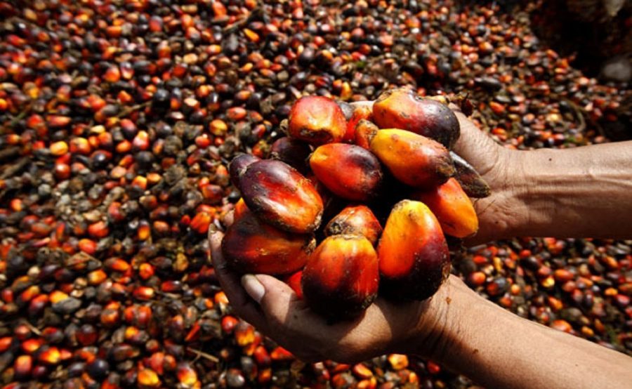 Revamping Nigeria's Oil Palm production, catalyst to diversification