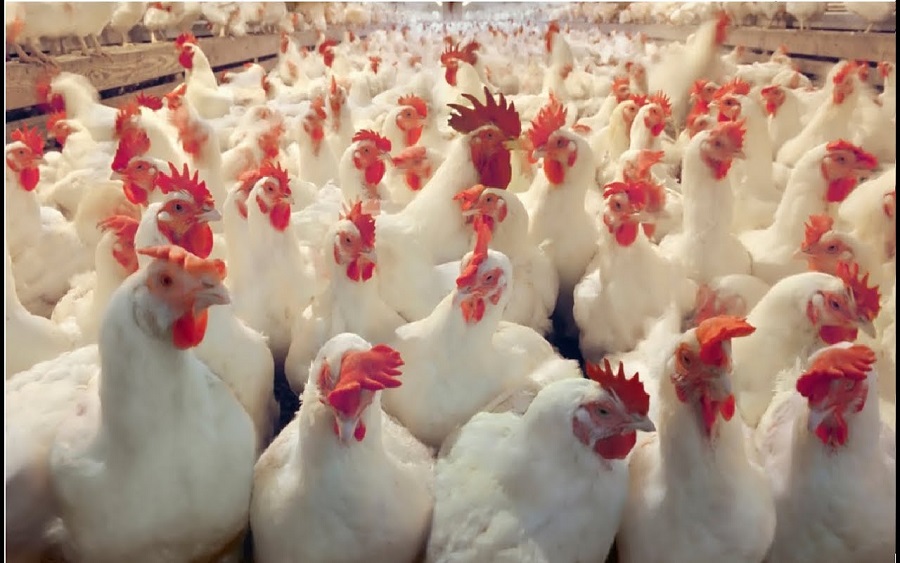 CBN unveils revival programme for poultry farmers, offers N36 billion