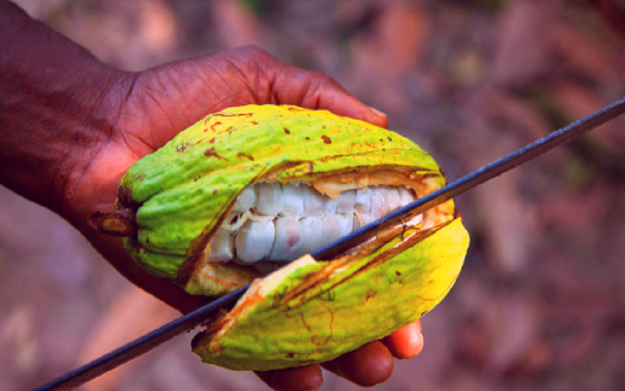 AFEX cocoa, Nigeria’s agricultural sector driven by public, private and developmental investments - AFEX 
