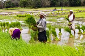 Poor African demand pulls Indian rice price   