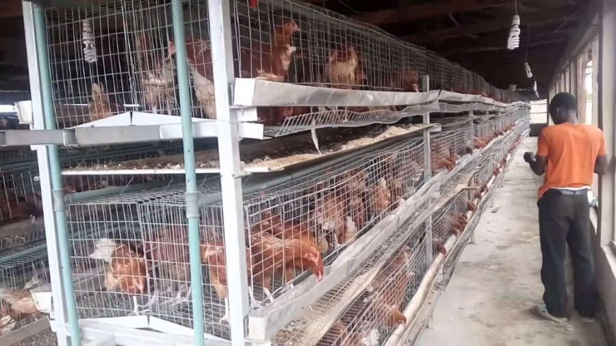Poultry owners jack up prices of chickens, others, as Nigerians abandon imported frozen foods
