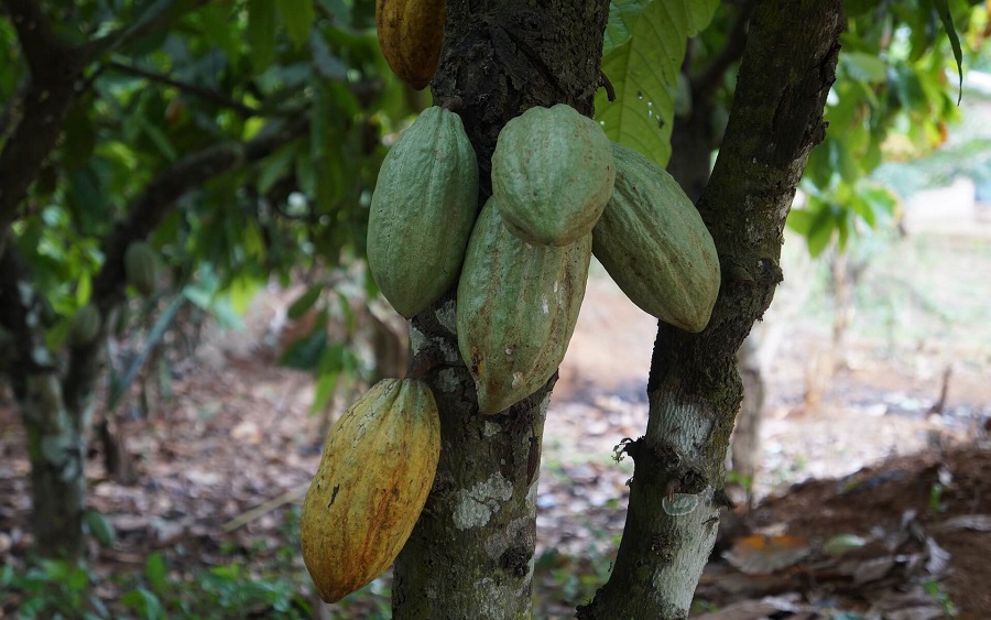 Nigeria earns over N103 billion Naira from cocoa export in 2018 
