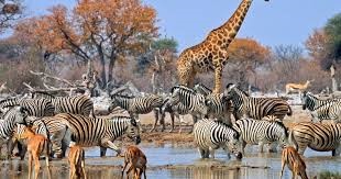 Wildlife at the Etosha National Park in Namibia