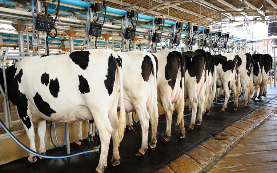 Milk Production: Dutch diary firm concludes partnership deal with Niger