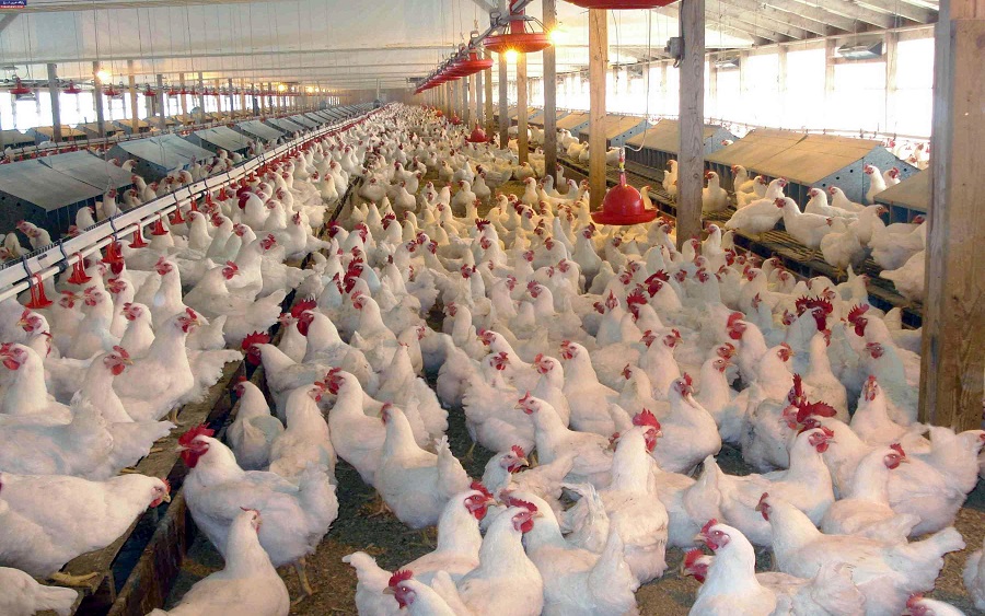 Poultry industry saves N50 billion due to border closure 