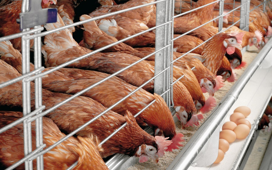 Poultry Association Warns Of 10% Job Losses - Nairametrics