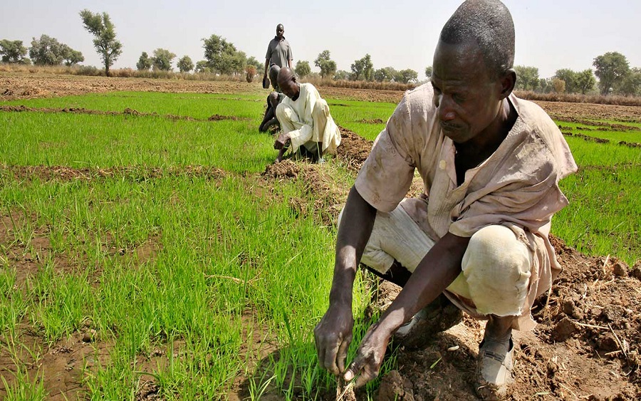NIRSAL, The National Information Technology Development Agency has kick-started a job and wealth creation programme where 130 farmers will each receiv, e seed funding of N100,000Border Closure: Nigerian rice farmers are struggling to feed a rice-hungry nation. CBN to give Niger Delta rice farmers single-digit loan 