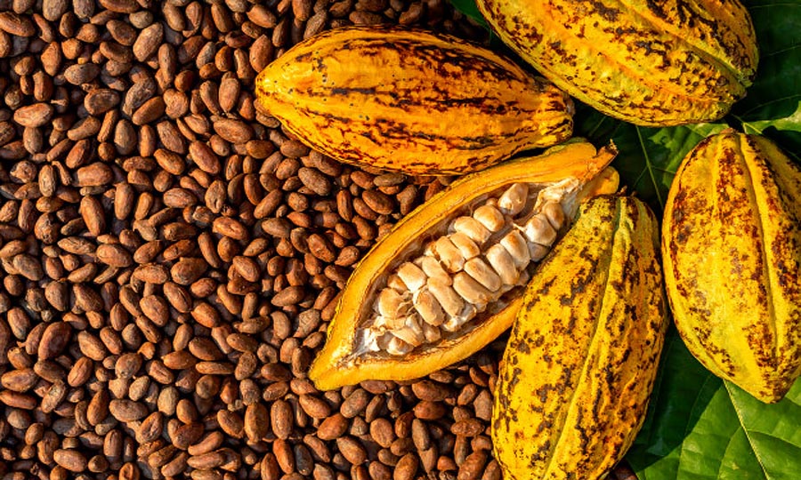 Cocoa prices