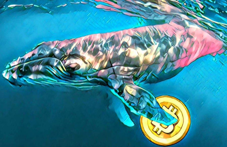Crypto millionaire carts away with $224 million worth of Bitcoin, Whales transfer Bitcoins at an alarming rate, BTC whale moves 10,250 BTC valued at $95,000,000