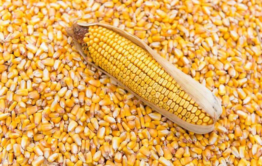 Premier Feeds, Crown Flour and 2 others import 262,000MT of Maize
