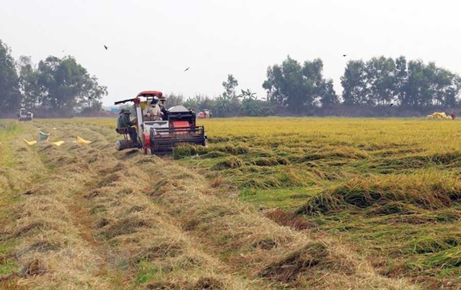 Rice farmers in Delta State call on govt to reduce the cost of hiring tractors