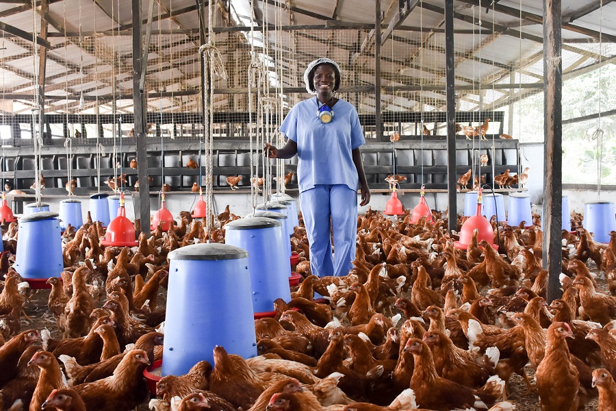 Nigerian Female Farmers Prefer Poultry Farming World Bank Nairametrics