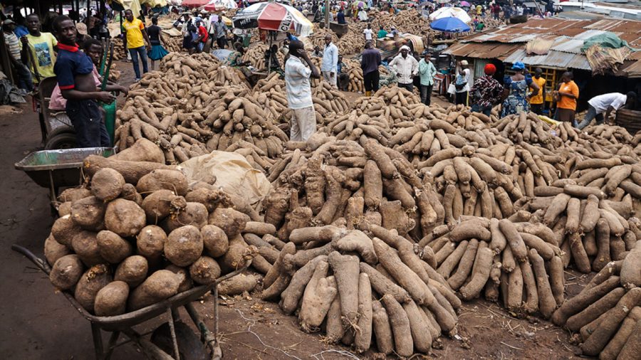 Nigeria now accounts for 70% of global Yam production - NRCRI 