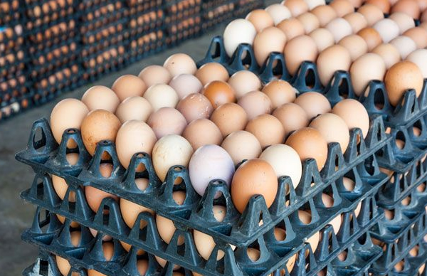 Lagos state maize palliative program led to drop in egg prices – Poultry Association