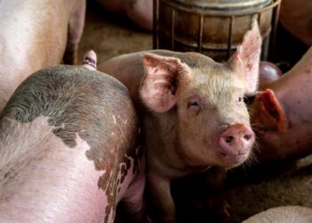 Veterinary services confirm outbreak of swine fever and anthrax in Nigeria