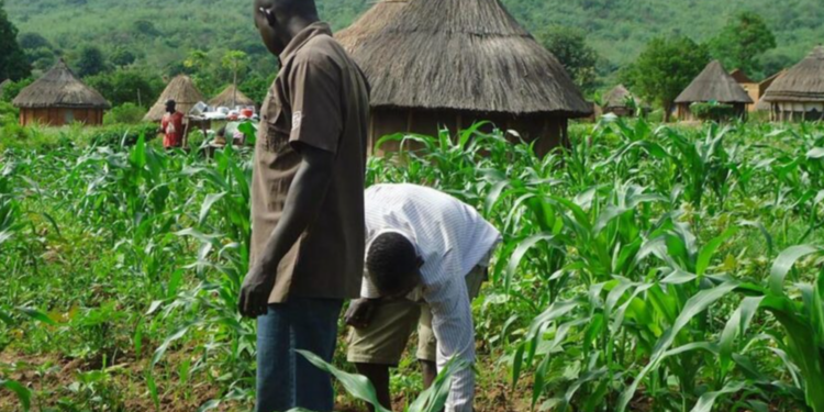 Agriculture will not be Nigeria’s wealth game changer – Report