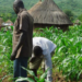 Agriculture will not be Nigeria’s wealth game changer – Report