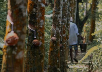 Nigeria’s top 10 Agricultural Exports in H1 2023