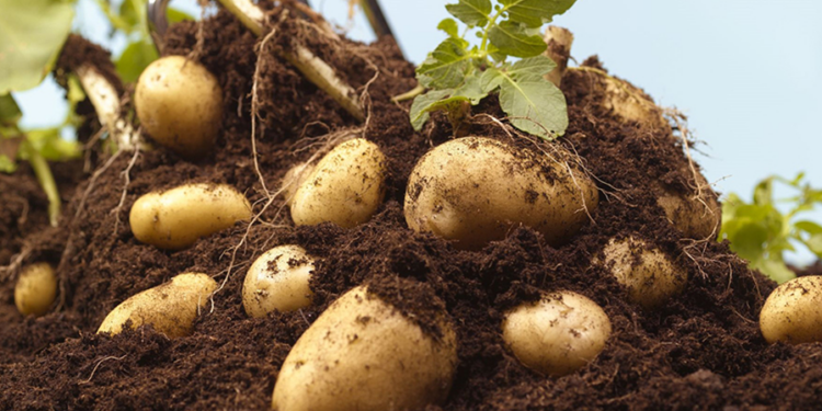 Nigeria, Germany launch strategy to boost Nigeria’s potato production