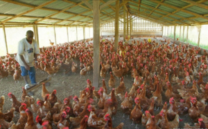 Poultry farmers call for maize import licenses to prevent collapse of industry
