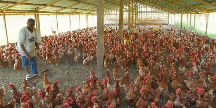 Poultry farmers warn of impending collapse, says farmers can no longer feed birds