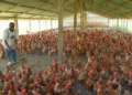 Poultry farmers warn of impending collapse, says farmers can no longer feed birds