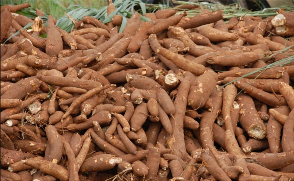CBN moves to reduce cassava derivatives import worth $600 million  