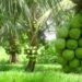 FG to increase coconut production to 500,000 metric tonnes by 2025Â