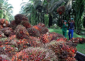 Okomu Oil Palm