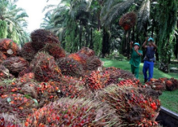 Okomu Oil Palm