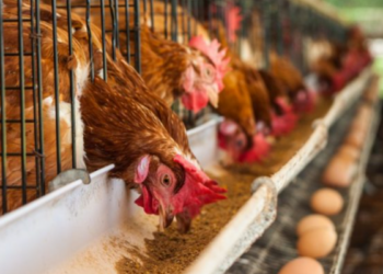 Poultry farm