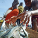 Aquaculture in Nigeria holds $296bn annual revenue potential-WAS 