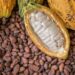 Cocoa records highest weekly gain in 24years at $6,470 as supply from Nigeria drops 