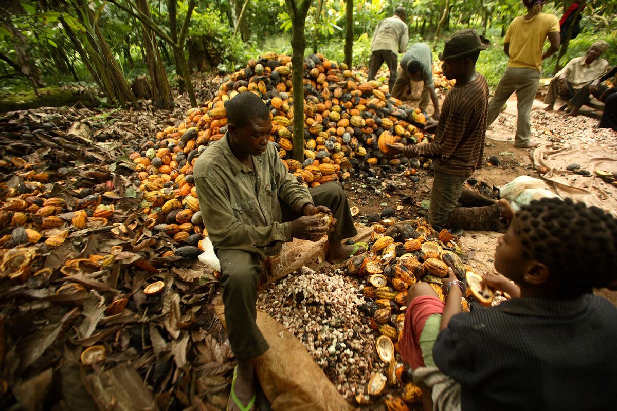 Fire razes about 30 hectares of cocoa farm in Abia state thumbnail