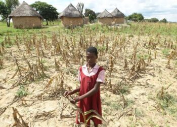 2.7 million people to go hungry in Zimbabwe as drought causes crops to wither 