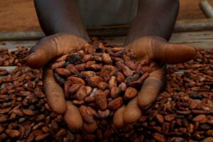 Cocoa jumps 24% month-to-date in May on farmer protests, weak rains