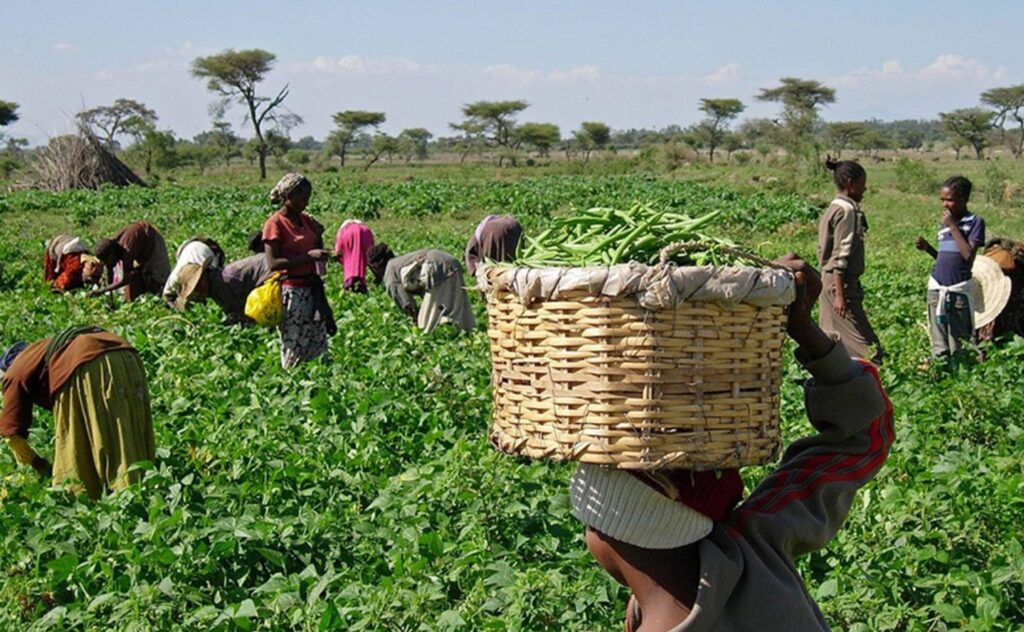 Niger state farm