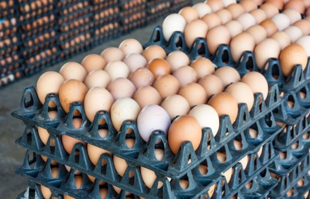 eggs , Poultry Association