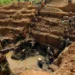 Congo warns Apple on its role in fueling conflict by patronizing illegal minerals trade 