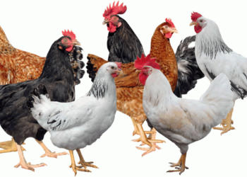 FG launches Noiler and Cobb 500 chicken breeds, alongside 14 high-yield crop varieties 