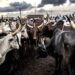 FG to upgrade 815 cattle markets nationwide to meet global best practices 