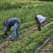 Migrant workers in Canada face abuse under temporary foreign worker program – Amnesty report