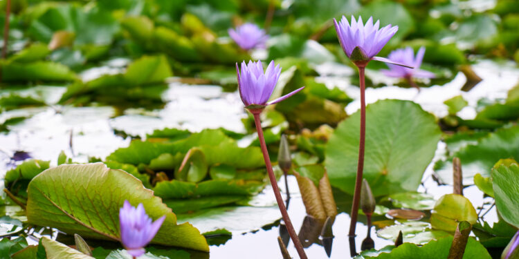 Battling water hyacinth: How Lagos inland waterways are navigating the crisis 