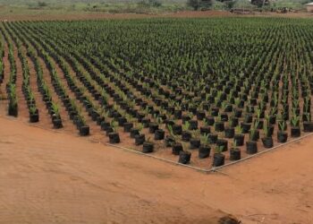 Raedial Farms Limited set to become the biggest oil palm Company in Nigeria